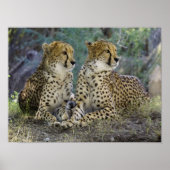 Cheetah Poster (Voorkant)