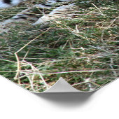 cheetah poster (Hoek)