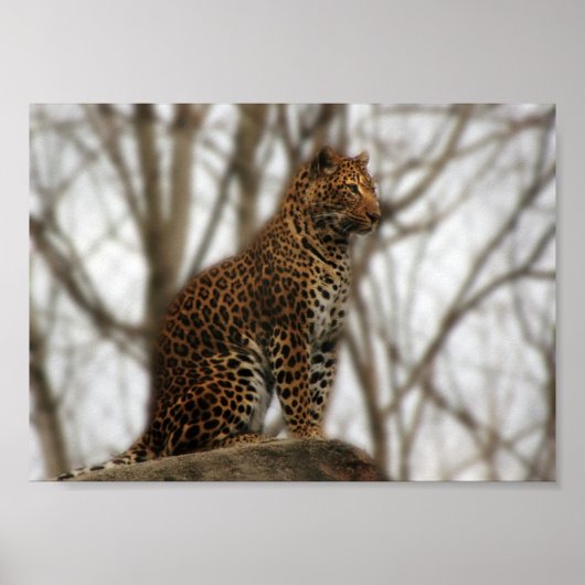 Cheetah Poster (Voorkant)