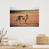 Cheetah Poster (Keuken)