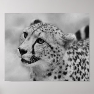 Cheetah-profiel Poster