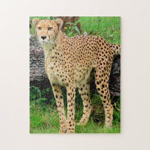 Cheetah Puzzle Legpuzzel