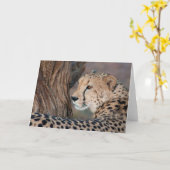 Cheetah regarde sa carte à épaule (Fleur jaune)
