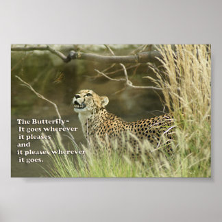 CHEETAH REGARDER BUTTERFLY POSTER PROVERB