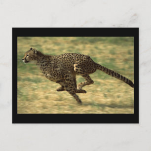 Cheetah Run Briefkaart