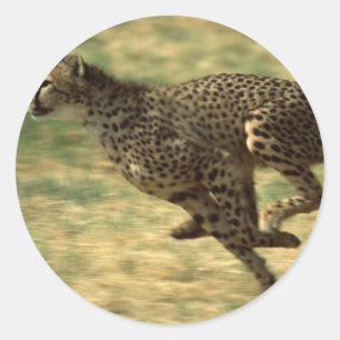 Cheetah Run Ronde Sticker