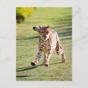 Cheetah Running Briefkaart