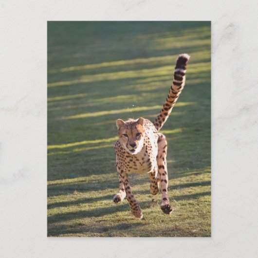 Cheetah Running Briefkaart (Voorkant)
