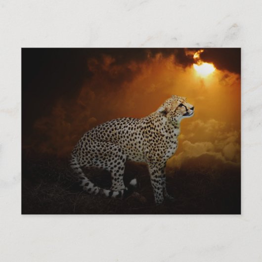 Cheetah rust op zonsondergang briefkaart (Voorkant)