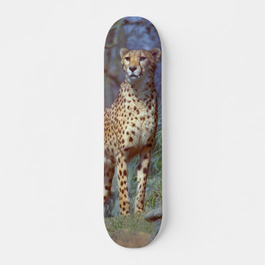Cheetah Skateboard (Voorkant)