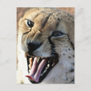 Cheetah Snarl Briefkaarten