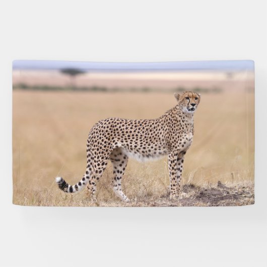 Cheetah Spandoek (Horizontaal)