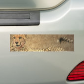 Cheetah Spots Bumpersticker (Op auto)
