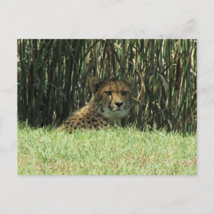 cheetah-staart briefkaart