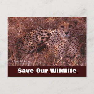 Cheetah Stare, bespaar ons Briefkaart in het wild
