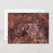 Cheetah Stare Briefkaart (Voorkant / Achterkant)