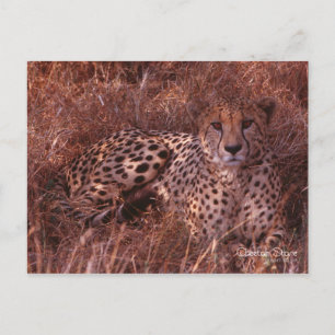 Cheetah Stare Briefkaart