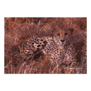 Cheetah Stare Foto Afdruk