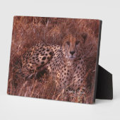 Cheetah Stare Fotoplaat (Zijkant)