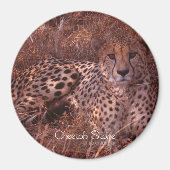 Cheetah Stare Magneet (Voorkant)