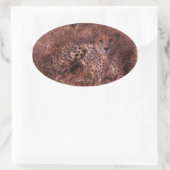 Cheetah Stare Oval Stickers (Tas)