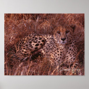 Cheetah Stare Poster