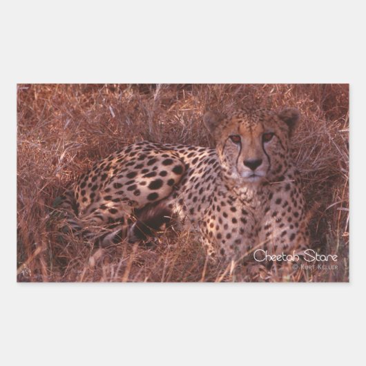 Cheetah Stare Rechthoekige Sticker (Voorkant)