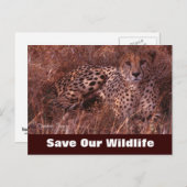 Cheetah Stare, Red ons Briefkaart (Voorkant / Achterkant)