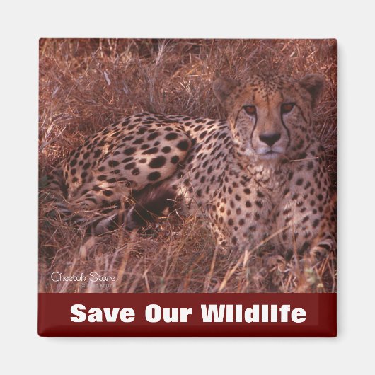 Cheetah Stare Save Our Willife Magneet (Voorkant)