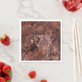 Cheetah Stare Servetten (Insitu)