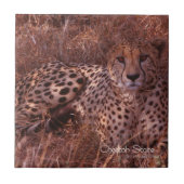 Cheetah Stare Tegeltje (Voorkant)