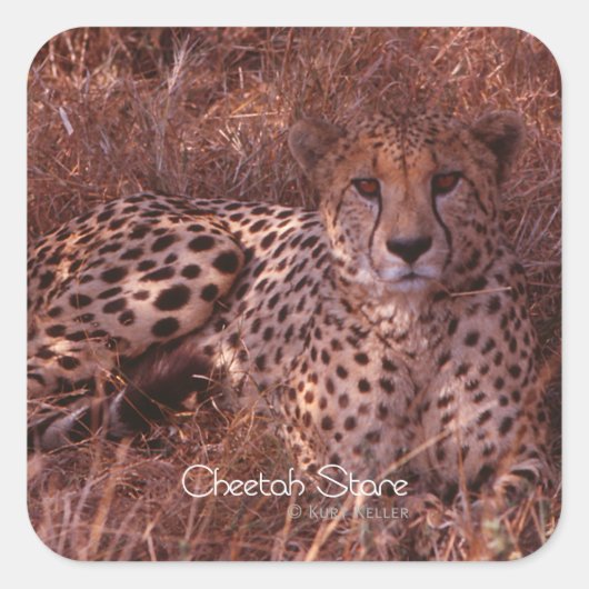 Cheetah Stare Vierkante Sticker (Voorkant)