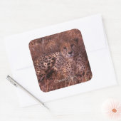 Cheetah Stare Vierkante Sticker (Envelop)