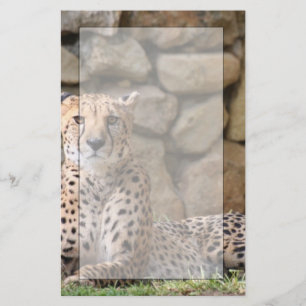 Cheetah Stationery Briefpapier