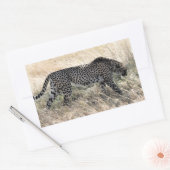 Cheetah Sticker 1 (Envelop)