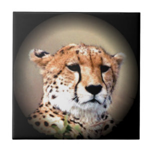 Cheetah Tear Marks Hakunamatata Tegeltje