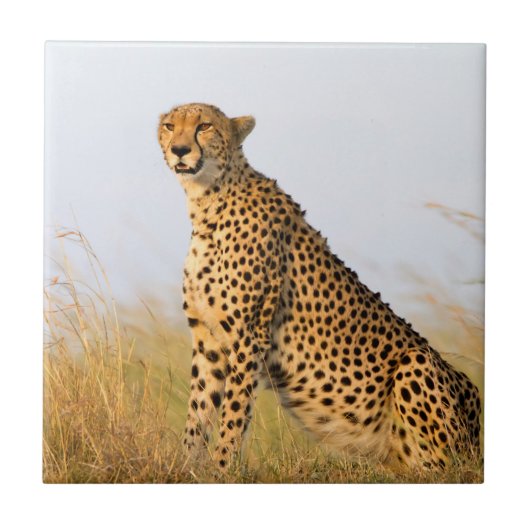 Cheetah Tegeltje (Voorkant)
