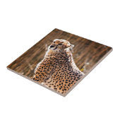 Cheetah Tegeltje (Zijkant)