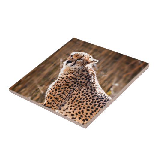 Cheetah Tegeltje (Zijkant)