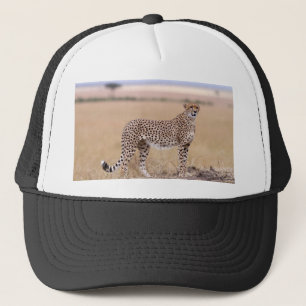 Cheetah Trucker Pet