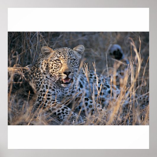 Cheetah verzachten poster (Voorkant)