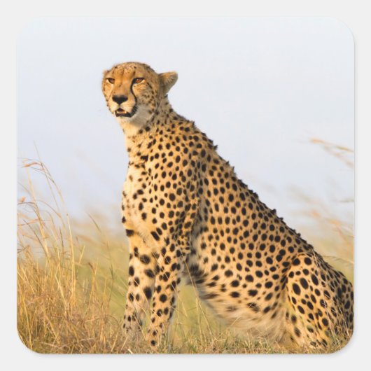 Cheetah Vierkante Sticker (Voorkant)