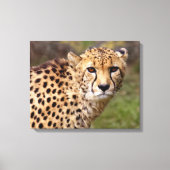 Cheetah Wrapped Canvas Print (Voorkant)