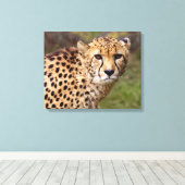 Cheetah Wrapped Canvas Print (Insitu (Houten vloer))