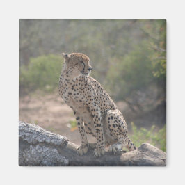 Cheetah zit op een omgevallen boom in het wild magneet