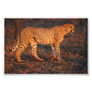 Cheetah Zuid-Afrika op Sunset Foto Afdruk