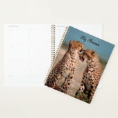Cheetahs (Devant avec enveloppe)