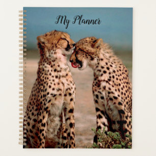 Cheetahs