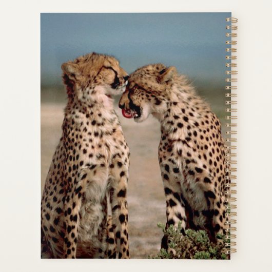 Cheetahs (Dos)