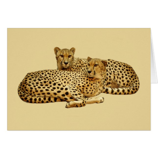 Cheetahs (Devant horizontal)